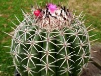 Melocactus chotensis KK1087 ©JB.JPG